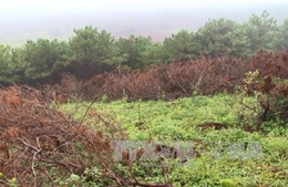 Gia Lai: Phát hiện nhiều sai phạm tại Ban Quản lý rừng phòng hộ Bắc Biển Hồ  